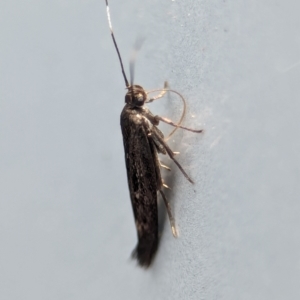 Scythrididae (family) at Namadgi National Park - 28 Feb 2024