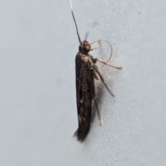 Scythrididae (family) at Namadgi National Park - 28 Feb 2024