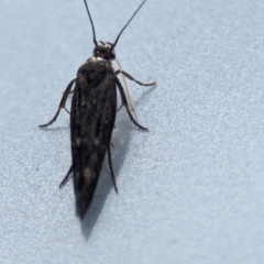 Scythrididae (family) at Namadgi National Park - 28 Feb 2024