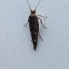 Scythrididae (family) at Namadgi National Park - 28 Feb 2024 12:55 PM