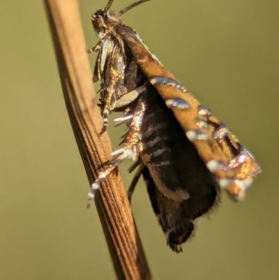 Glyphipterix calliscopa (A Gem moth : Glyphipterigidae) at Tharwa, ACT - 27 Feb 2024 by Miranda