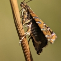 Glyphipterix calliscopa (A Gem moth : Glyphipterigidae) at Gibraltar Pines - 27 Feb 2024 by Miranda