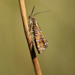 Glyphipterix calliscopa at Gibraltar Pines - 28 Feb 2024 10:42 AM