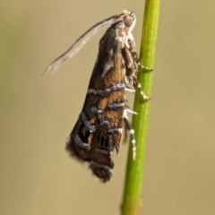 Glyphipterix calliscopa at Gibraltar Pines - 28 Feb 2024 10:42 AM