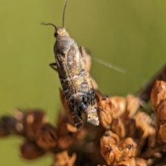 Glyphipterix calliscopa at Gibraltar Pines - 28 Feb 2024 10:42 AM