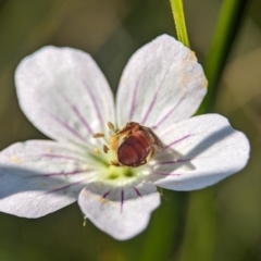 Exoneura sp. (genus) (A reed bee) at Gibraltar Pines - 27 Feb 2024 by Miranda