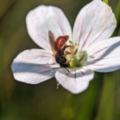 Exoneura sp. (genus) at Gibraltar Pines - 28 Feb 2024