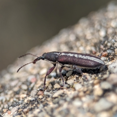 Rhinotia sp. (genus) (Unidentified Rhinotia weevil) at Namadgi National Park - 28 Feb 2024 by Miranda