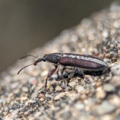 Unidentified Weevil (Curculionoidea) at Namadgi National Park - 28 Feb 2024 by Miranda