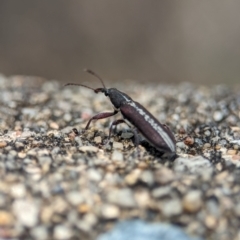 Rhinotia sp. (genus) at Namadgi National Park - 28 Feb 2024