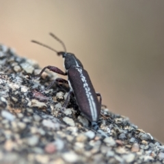 Rhinotia sp. (genus) at Namadgi National Park - 28 Feb 2024