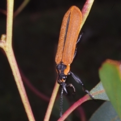 Rhinotia haemoptera (Lycid-mimic belid weevil, Slender Red Weevil) at Chute, VIC - 31 Jan 2015 by WendyEM