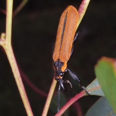 Rhinotia haemoptera (Lycid-mimic belid weevil, Slender Red Weevil) at Chute, VIC - 31 Jan 2015 by WendyEM