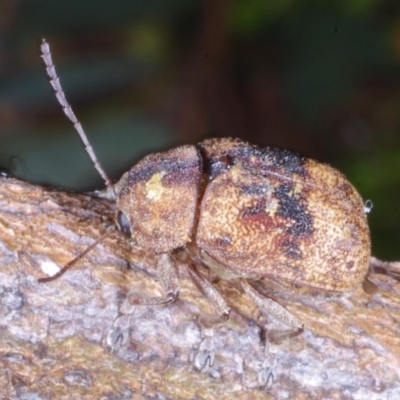 Cadmus (Cadmus) gigas (Leaf beetle) at Chute, VIC - 31 Oct 2015 by WendyEM