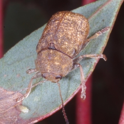 Cadmus sp. (genus) (Unidentified Cadmus leaf beetle) at Chute, VIC - 31 Oct 2015 by WendyEM