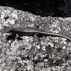 Pseudemoia spenceri (Spencer's Skink) at Yaouk, NSW - 27 Feb 2024 by JARS