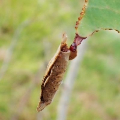 Chrysonoma fascialis (A Concealer moth (Wingia group) at Mount Painter - 28 Feb 2024 by CathB