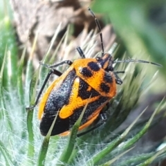 Agonoscelis rutila (Horehound bug) at Yaouk, NSW - 27 Feb 2024 by Janet