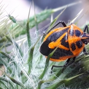 Agonoscelis rutila at Yaouk, NSW - suppressed