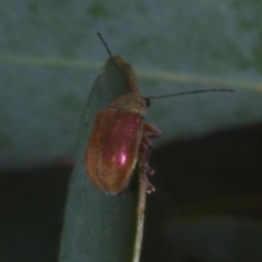 Edusella sp. (genus) (A leaf beetle) at Chute, VIC - 31 Oct 2015 by WendyEM