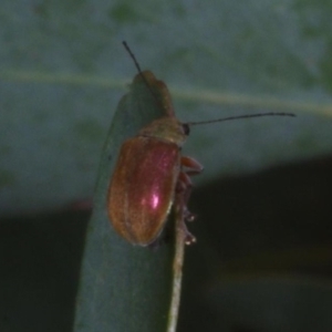 Edusella sp. (genus) at Chute, VIC - 31 Oct 2015