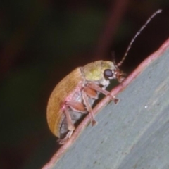 Edusella sp. (genus) (A leaf beetle) at Chute, VIC - 31 Oct 2015 by WendyEM