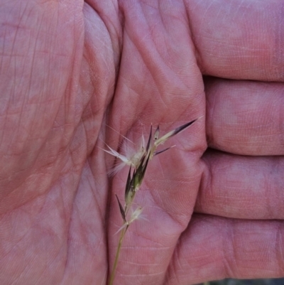 Rytidosperma laeve (Bare-backed Wallaby Grass) at Whitlam, ACT - 28 Feb 2024 by sangio7