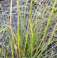 Rytidosperma laeve at The Pinnacle - 28 Feb 2024