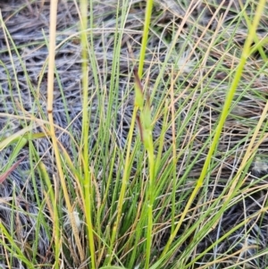 Rytidosperma laeve at The Pinnacle - 28 Feb 2024 03:31 PM