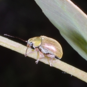 Edusella sp. (genus) at Chute, VIC - 31 Oct 2015