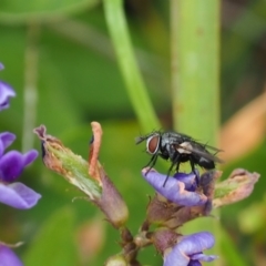 Muscoidea (super family) at Griffith Woodland (GRW) - 27 Feb 2024 by JodieR