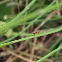 Braconidae (family) (Unidentified braconid wasp) at Griffith Woodland (GRW) - 27 Feb 2024 by JodieR