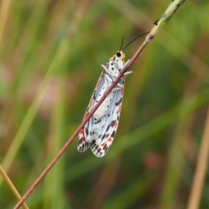 Utetheisa pulchelloides at Griffith Woodland (GRW) - 27 Feb 2024 12:40 PM