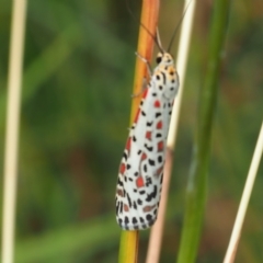 Utetheisa pulchelloides at Griffith Woodland (GRW) - 27 Feb 2024 12:40 PM