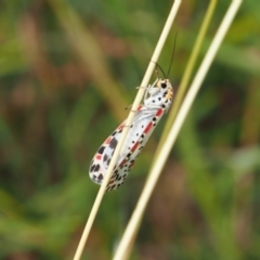 Utetheisa pulchelloides at Griffith Woodland (GRW) - 27 Feb 2024 12:40 PM