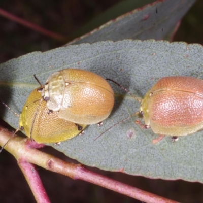 Paropsis porosa (A eucalyptus leaf beetle) at Chute, VIC - 31 Oct 2015 by WendyEM