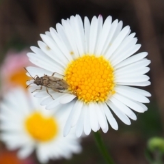 Nysius vinitor (Rutherglen bug) at Griffith Woodland - 27 Feb 2024 by JodieR