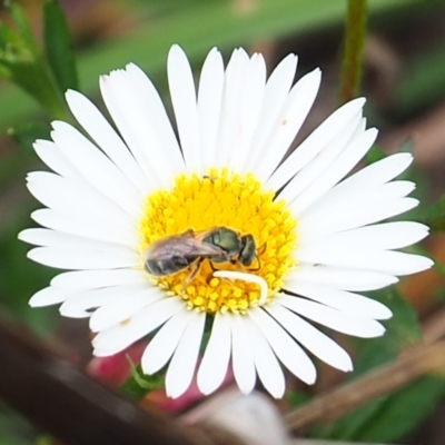 Lasioglossum (Homalictus) sp. (genus & subgenus) (Furrow Bee) at Griffith Woodland (GRW) - 27 Feb 2024 by JodieR