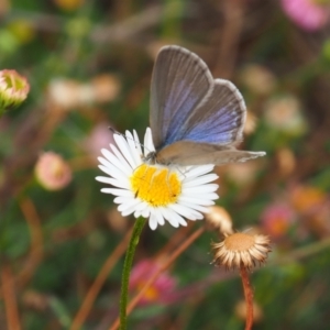 Zizina otis (Common Grass-Blue) at Griffith Woodland (GRW) by JodieR