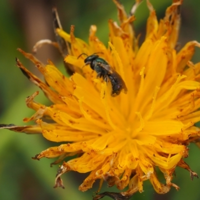 Lasioglossum (Homalictus) sp. (genus & subgenus) (Furrow Bee) at Griffith Woodland (GRW) - 27 Feb 2024 by JodieR