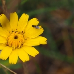 Calyptrate (subsection) (Unidentified house-flies, blow-flies and their allies) at Griffith Woodland - 27 Feb 2024 by JodieR