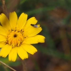 Calyptrate (subsection) at Griffith Woodland (GRW) - 27 Feb 2024