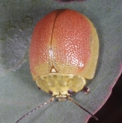 Paropsis porosa (A eucalyptus leaf beetle) at Chute, VIC - 31 Oct 2015 by WendyEM