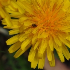 Unverified Beetle (Coleoptera) at Griffith Woodland (GRW) - 27 Feb 2024 by JodieR
