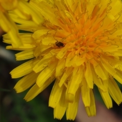 Unidentified Beetle (Coleoptera) at Griffith Woodland (GRW) - 27 Feb 2024 by JodieR