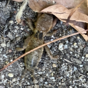 Gryllotalpa sp. (genus) at Russell, ACT - 28 Feb 2024 03:15 PM