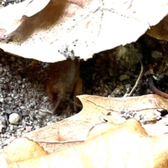 Gryllotalpa sp. (genus) at Russell, ACT - 28 Feb 2024