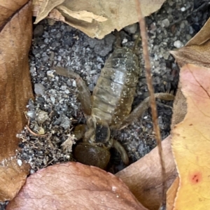 Gryllotalpa sp. (genus) at Russell, ACT - 28 Feb 2024 03:15 PM