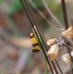 Chrysonoma fascialis (A concealer moth) at Griffith Woodland (GRW) - 27 Feb 2024 by JodieR