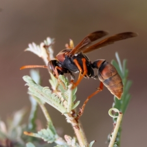 Polistes (Polistella) humilis at Red Hill to Yarralumla Creek - 27 Feb 2024